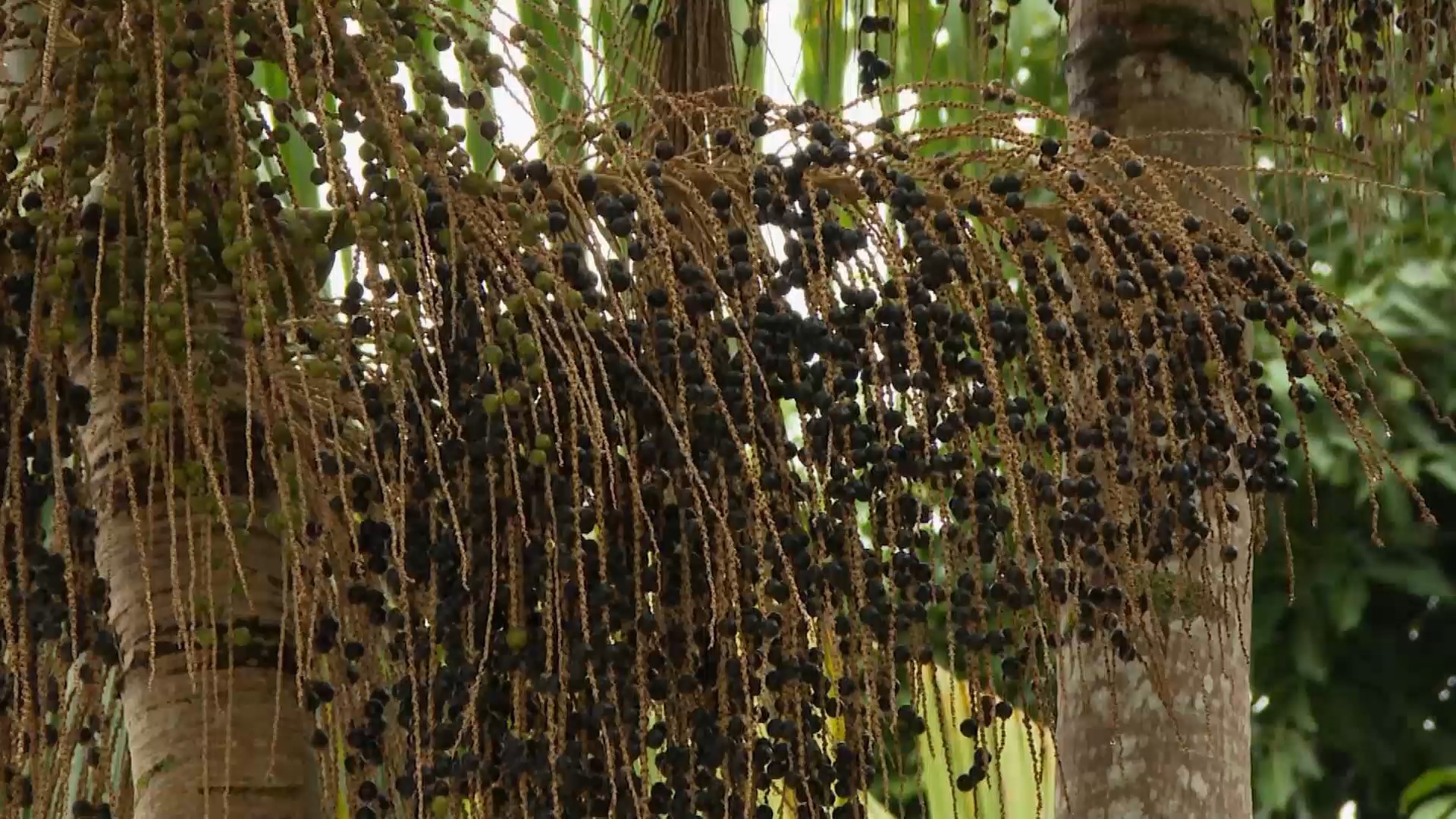 Você conhece a juçara? Árvore da Mata Atlântica produz fruto semelhante ao açaí e palmito