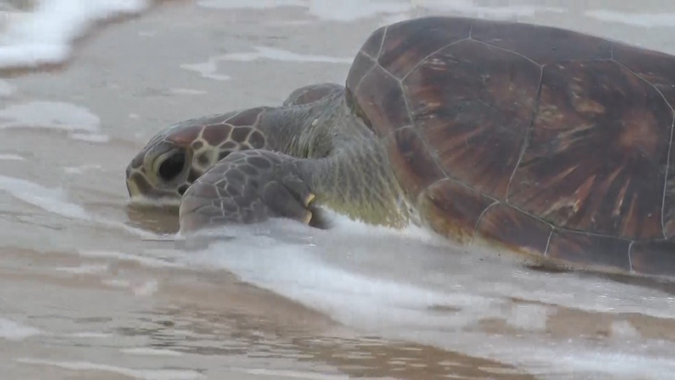 Ninhos de tartarugas são monitorados no extremo sul da Bahia após roubos de ovos em pontos de desova — Foto: Reprodução/TV Santa Cruz