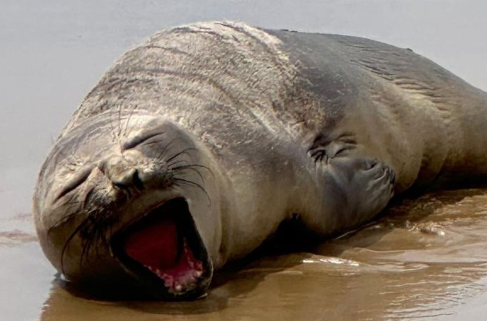 Elefante-marinho-do-sul é encontrado debilitado na Praia da Aruana em Aracaju