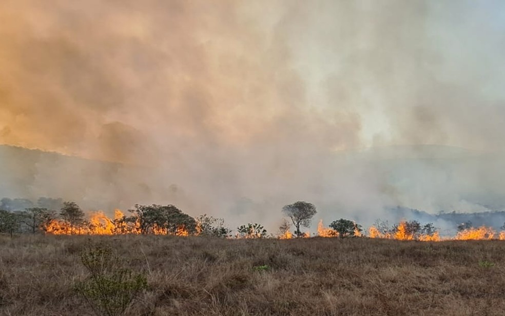 Pol&iacute;cia Militar de Meio Ambiente tamb&eacute;m aponta danos &agrave; fauna ap&oacute;s inc&ecirc;ndio em Carrancas &mdash; Foto: Pol&iacute;cia Militar de Meio Ambiente
