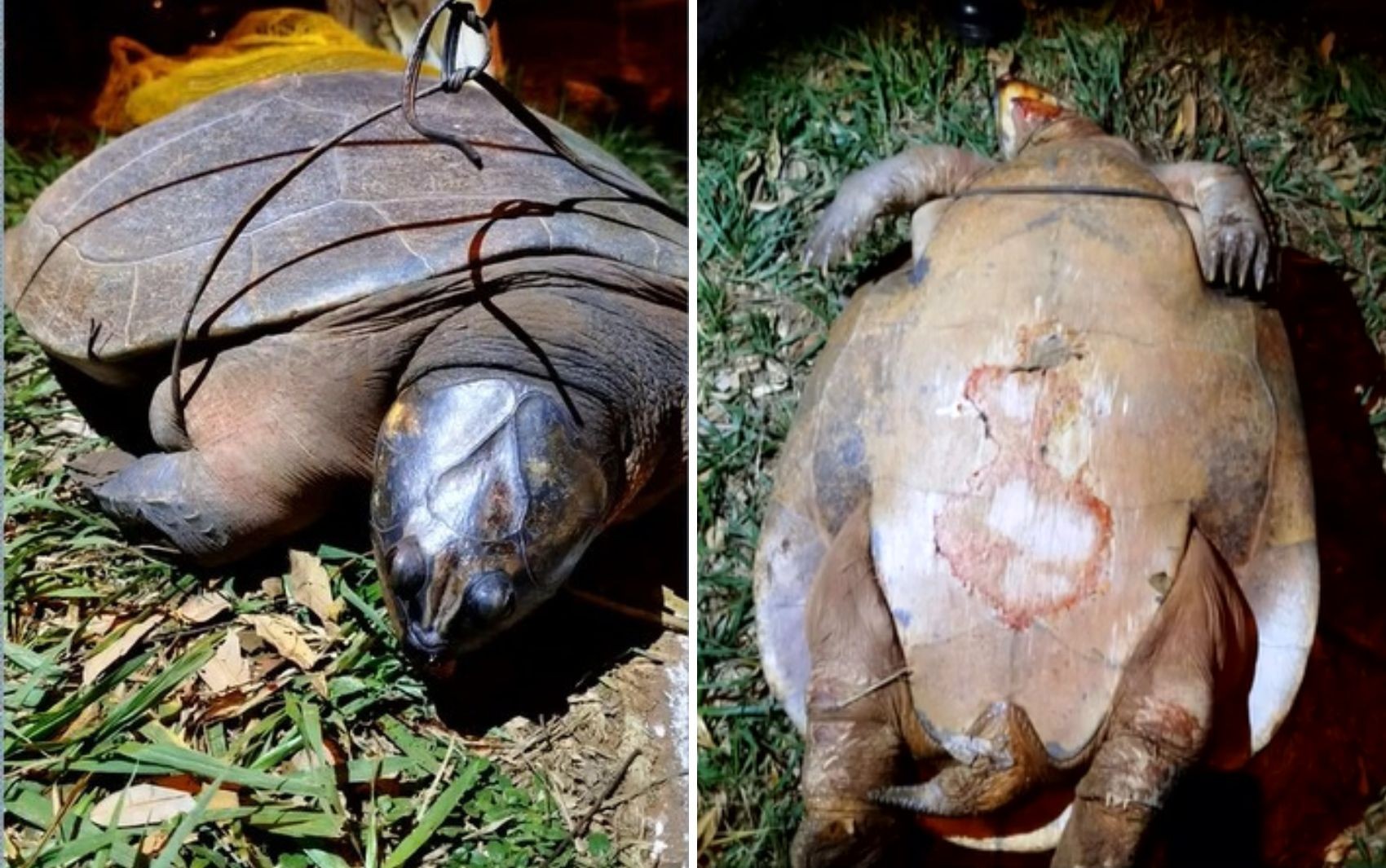 Tartarugas são achadas mortas e machucadas às margens de lago turístico, em Jataí