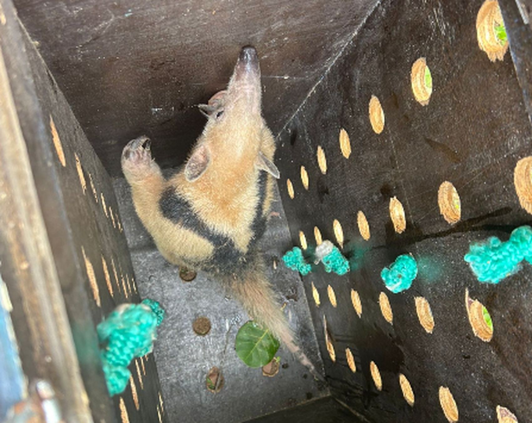 Tamanduá é resgatado na Barra dos Coqueiros