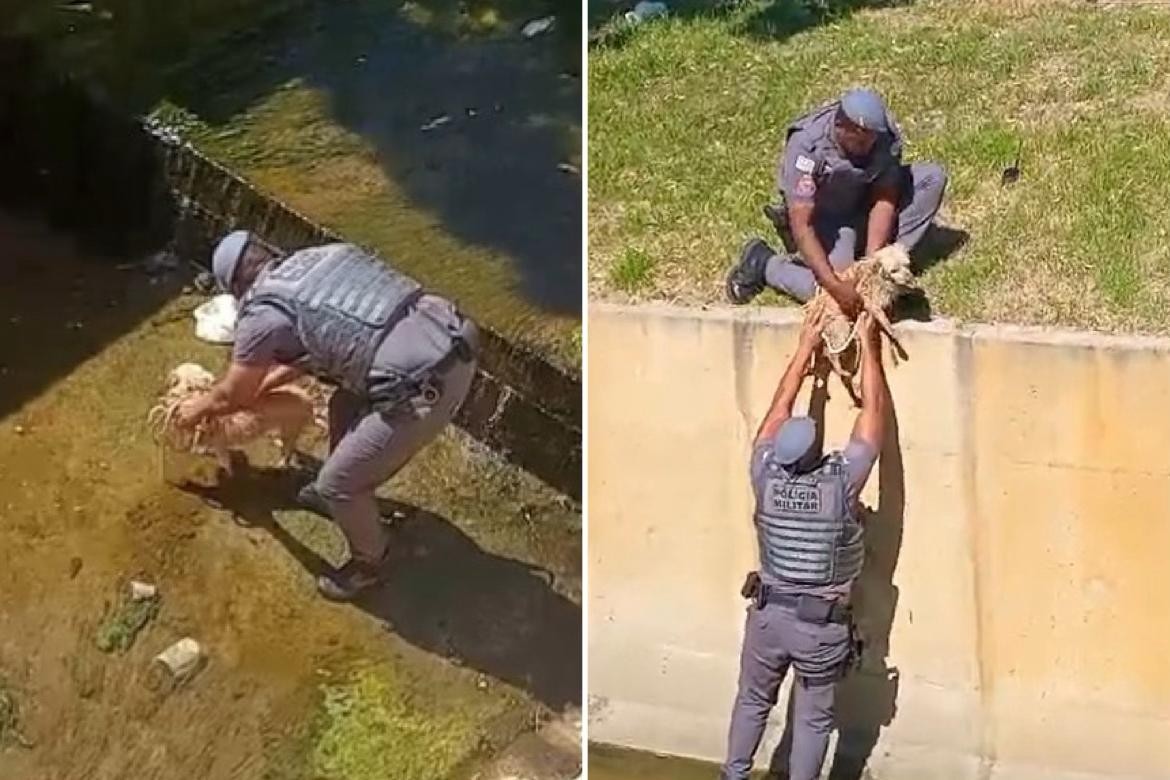 Cão cego é resgatado por policiais militares após cair em córrego no interior de SP; vídeo