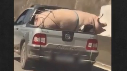 VÍDEO: porco e cabrito são transportados de forma irregular na traseira de caminhonete na Rodovia Raposo Tavares em SP - Foto: (Reprodução)