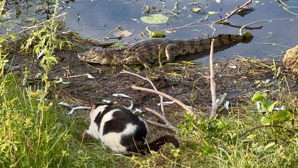Jacaré em lago em Maracajaú, no Rio Grande do Norte — Foto: Kleber Teixeira/Inter TV Cabugi