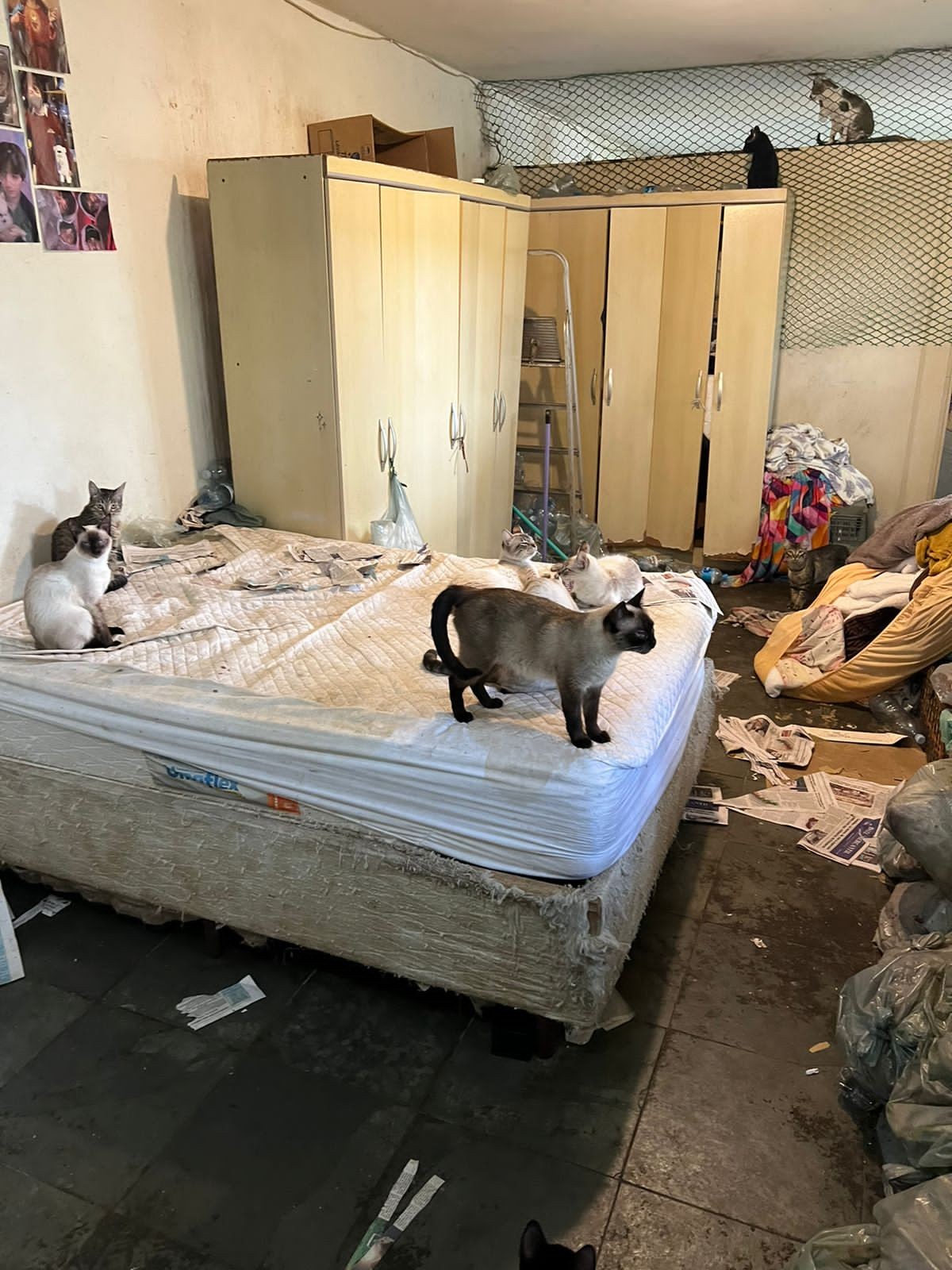 Polícia encontra casa com centenas de gatos em situação de maus-tratos em Cotia, Grande SP