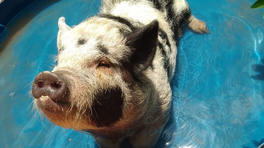 VÍDEO: porca de estimação toma banho de piscina para aliviar calor de 40°C - Foto: (Hugna Gomes)
