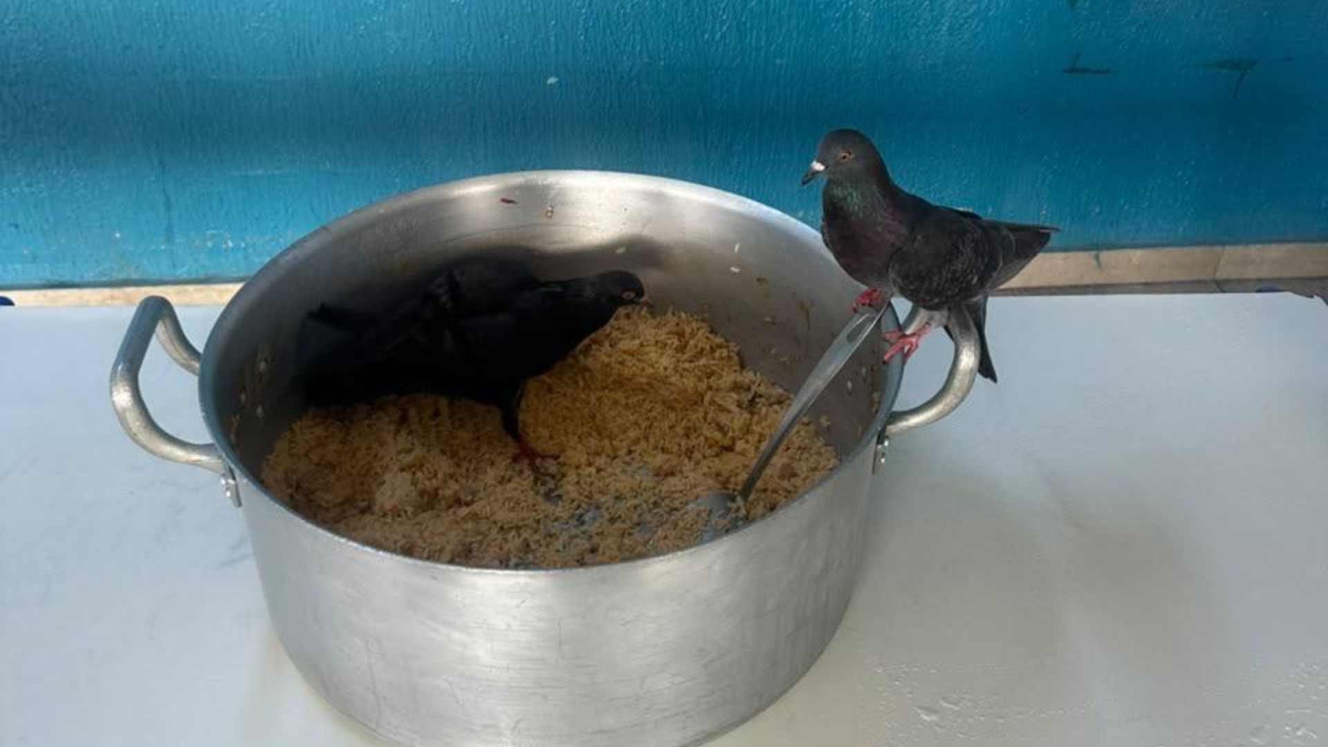 Vídeo mostra pombos comendo dentro de panela de merenda escolar em Sorocaba