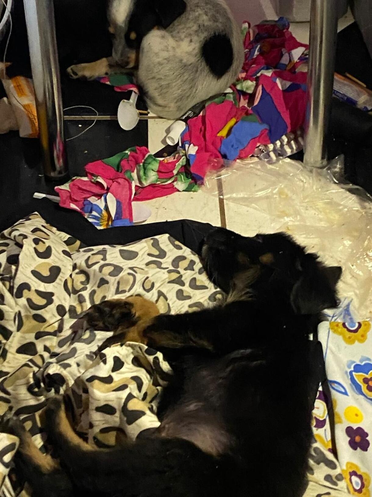 'Achamos corpos de gatinhos sem cabeça', diz veterinária após resgate de 15 animais em Barra Mansa