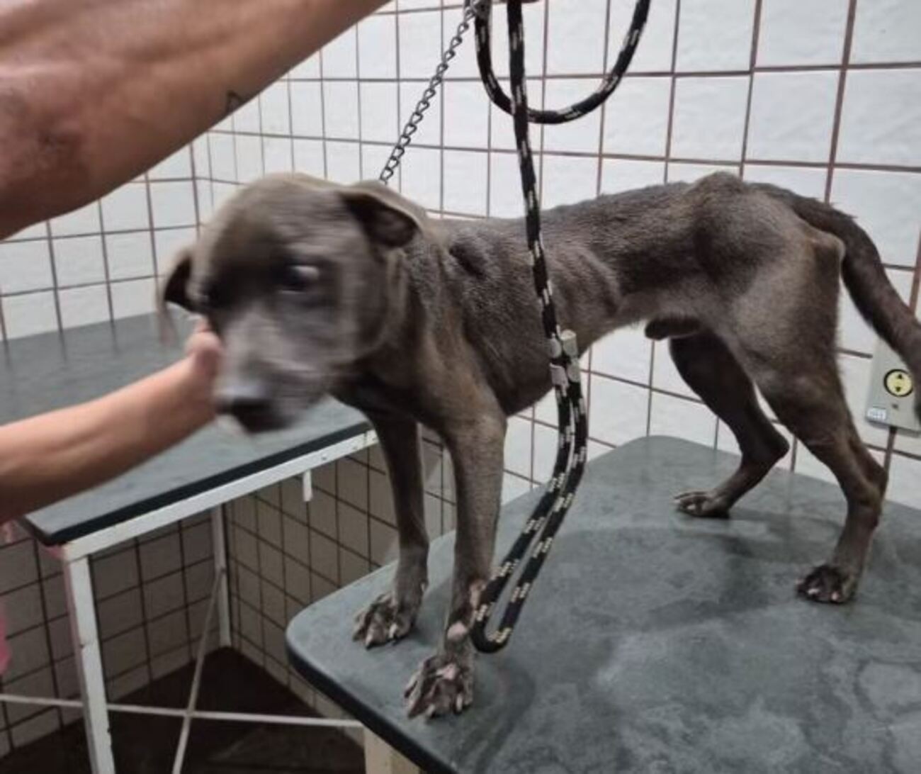 VÍDEO: cachorro é resgatado cheio de pulgas, anêmico e debilitado no interior de SP; tutor é preso