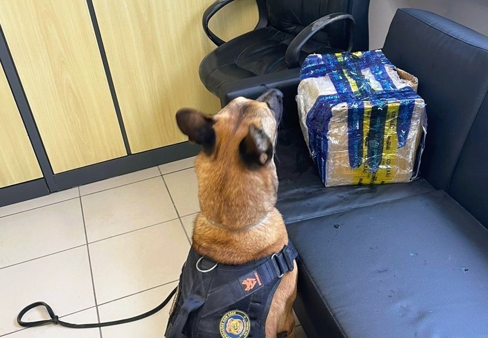 Droga foi localizada por cães farejadores no Aeroporto de Natal — Foto: PF/Divulgação