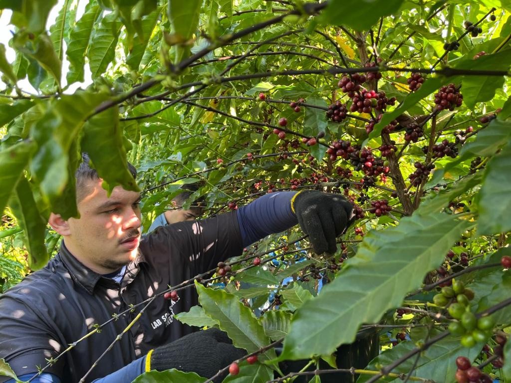 Clones de café desenvolvidos em MT  são classificados como bebida fina em avaliação nacional 