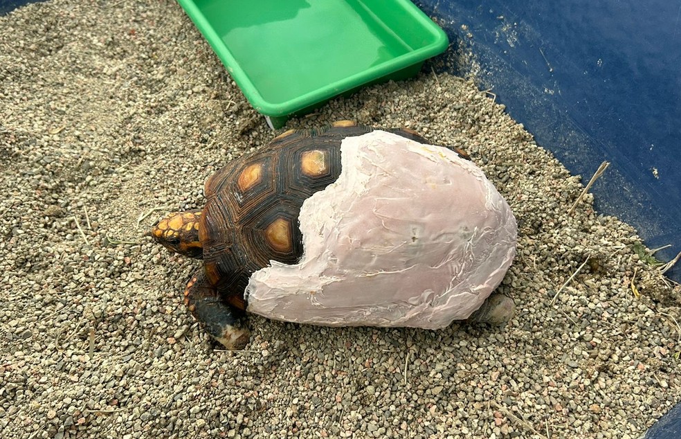 Tartaruga teve casco reconstituido com resina dental — Foto: Carinne Souza/g1