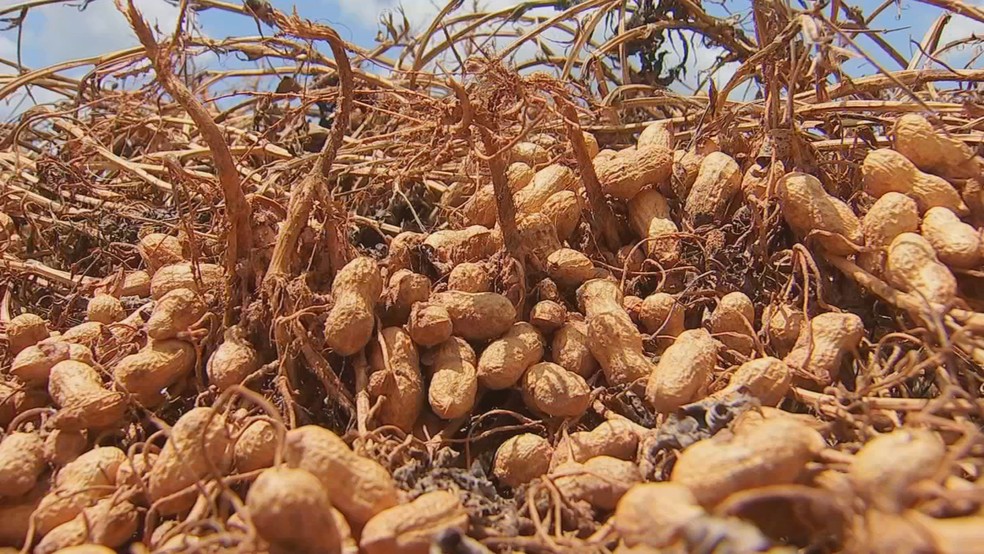 2 de 2
Produ&ccedil;&atilde;o de amendoim tamb&eacute;m &eacute; cultivada em &aacute;reas de sequeiro em Valpara&iacute;so (SP) &mdash; Foto: TV TEM/Reprodu&ccedil;&atilde;o