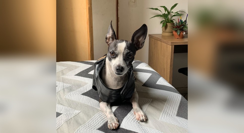 Cachorro Bazuca, de Votorantim (SP), se assusta quando falam alto perto dele — Foto: Gabriel Pregnolato/Arquivo pessoal