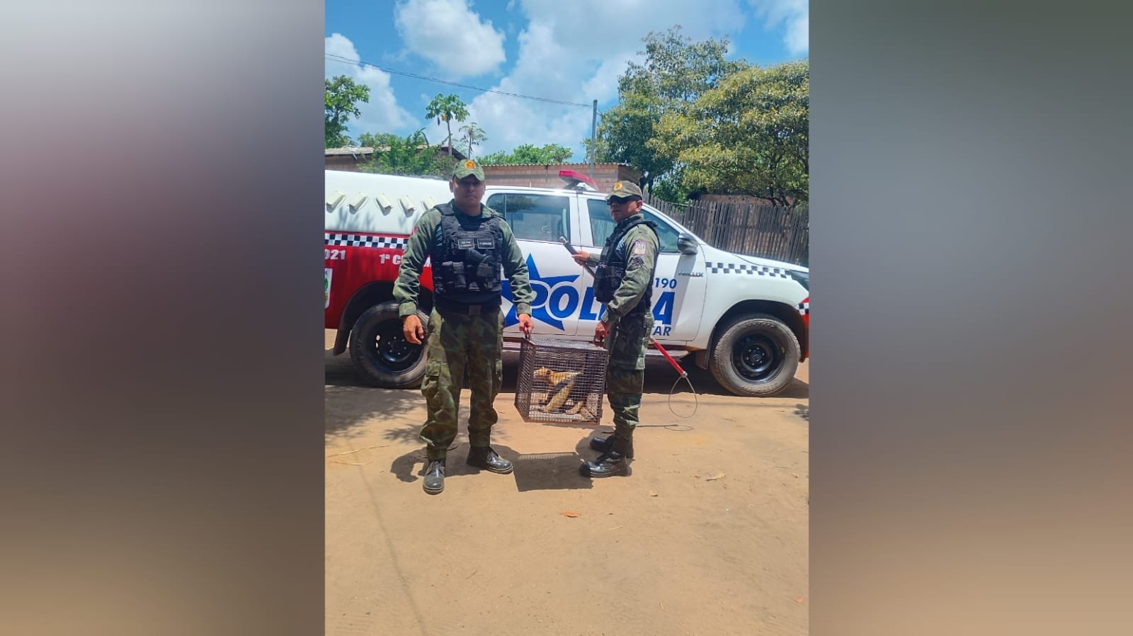 Tamanduá-mirim é resgatado por militares da 1ª Cipamb no Juá e devolvido à natureza