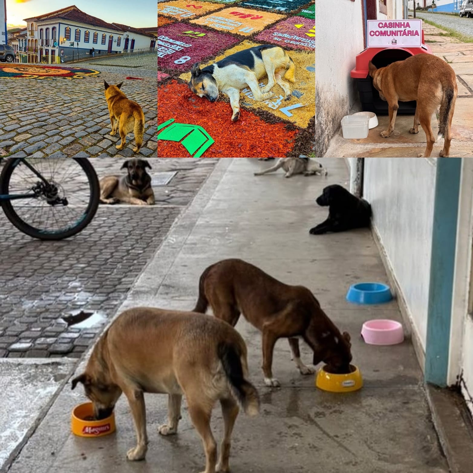 Cão de rua idoso cuidado por ONG é atropelado em Ouro Preto e gera revolta de voluntário; vídeo mostra ônibus atingindo animal