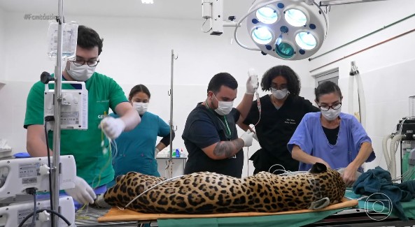 Primeira transfusão de sangue entre onças-pintadas do país é feita em SP para salvar animal com doença renal