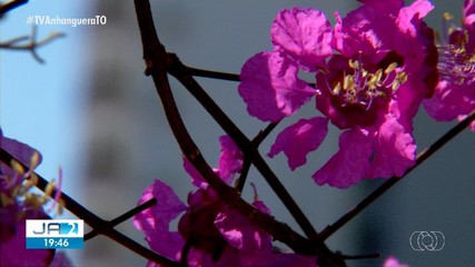 Árvores típicas do Cerrado enfeitam a Capital com beleza coloridas das flores