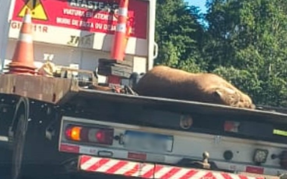 1 de 1
On&ccedil;a-parda foi encontrada morta na Rodovia Castello Branco, em Bofete (SP) &mdash; Foto: Acontece Botucatu/Reprodu&ccedil;&atilde;o