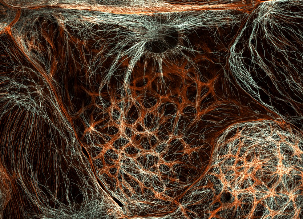 Células do fígado de rato vistas em alta ampliação. A imagem do americano Francisco Lázaro-Diéguez conquistou o 6º lugar no Nikon Small World 2025. — Foto: Francisco Lázaro-Diéguez / Nikon Small World 2025