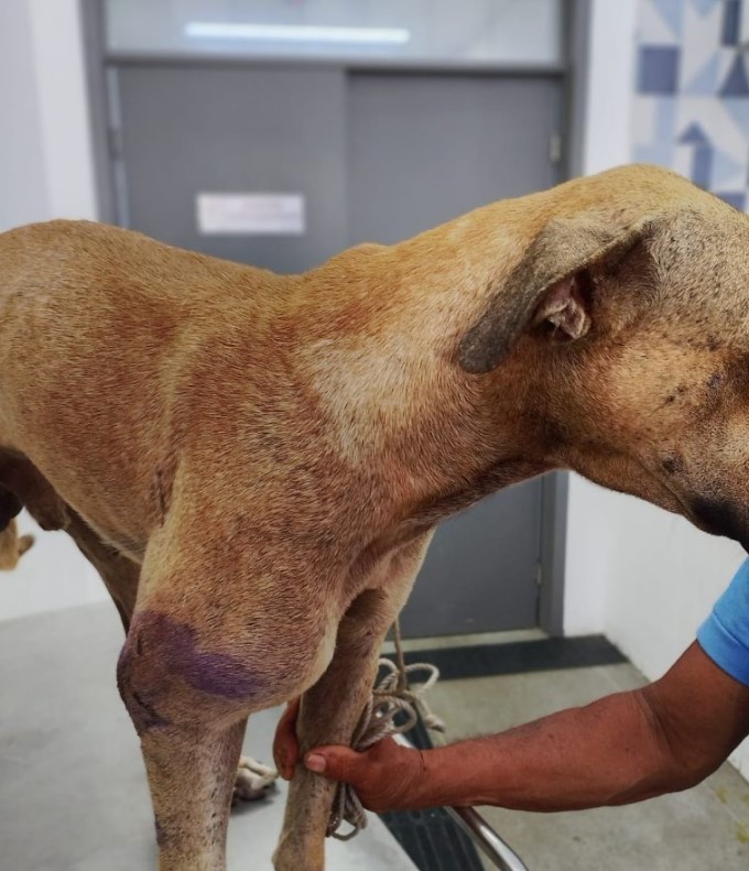 Cachorro é resgatado e internado após ser baleado em João Pessoa