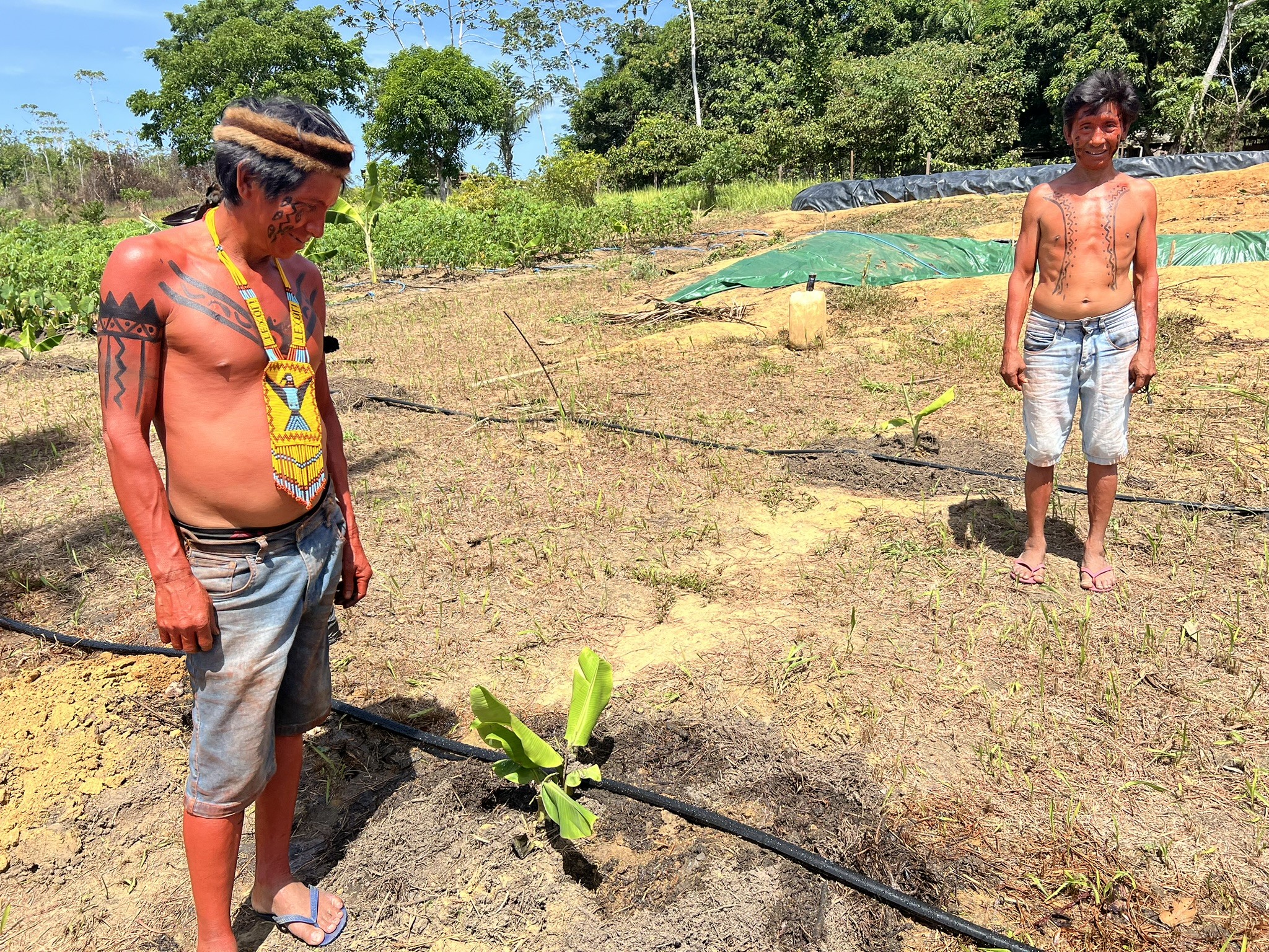 Água usada na criação de peixes por indígenas é reaproveitada em plantações na Terra Yanomami
