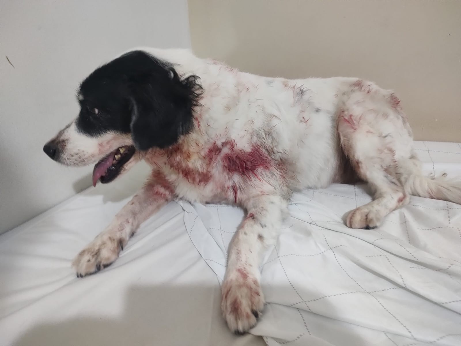VÍDEO: Tutor rola no chão com pitbull para livrar cadela de ataque em Juiz de Fora