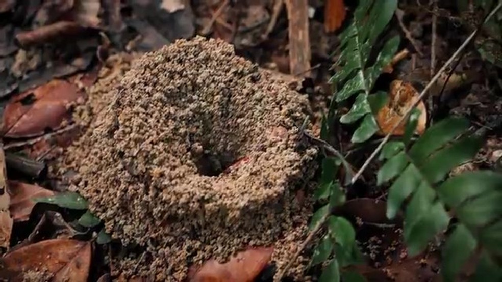 Xingu: formigas tomam conta das ilhas onde a água não chega mais — Foto: Reprodução/TV Globo