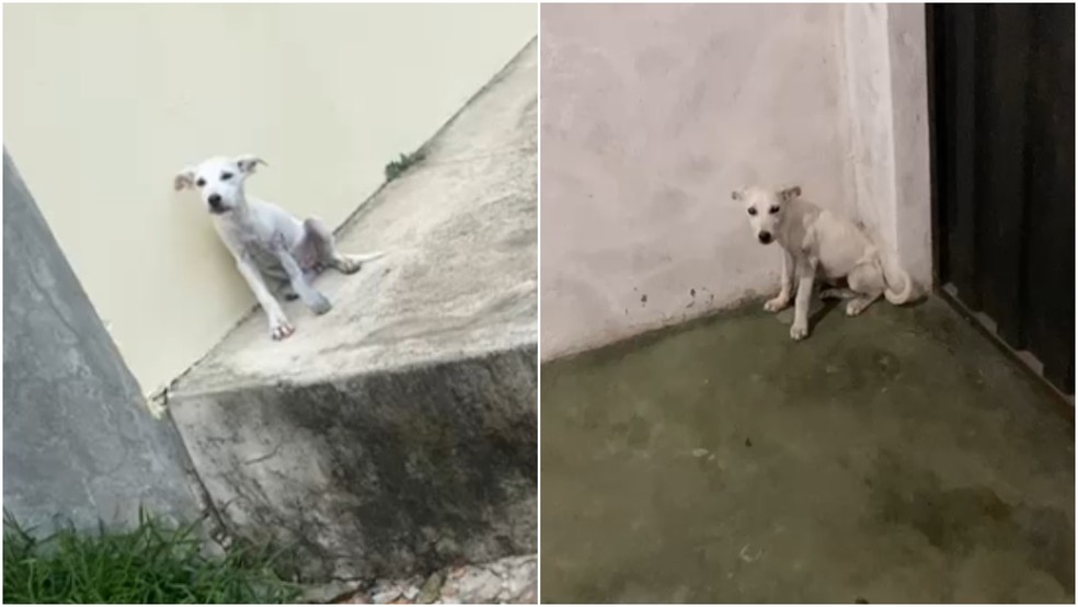 Moradores gravaram estado dos animais após o crime — Foto: Reprodução