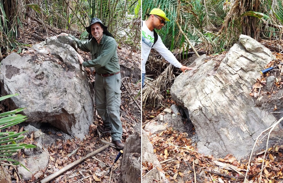 Fóssil de tronco com quase 300 milhões de anos foi encontrado no Piauí — Foto: Arquivo Pessoal/Juan Cisneros