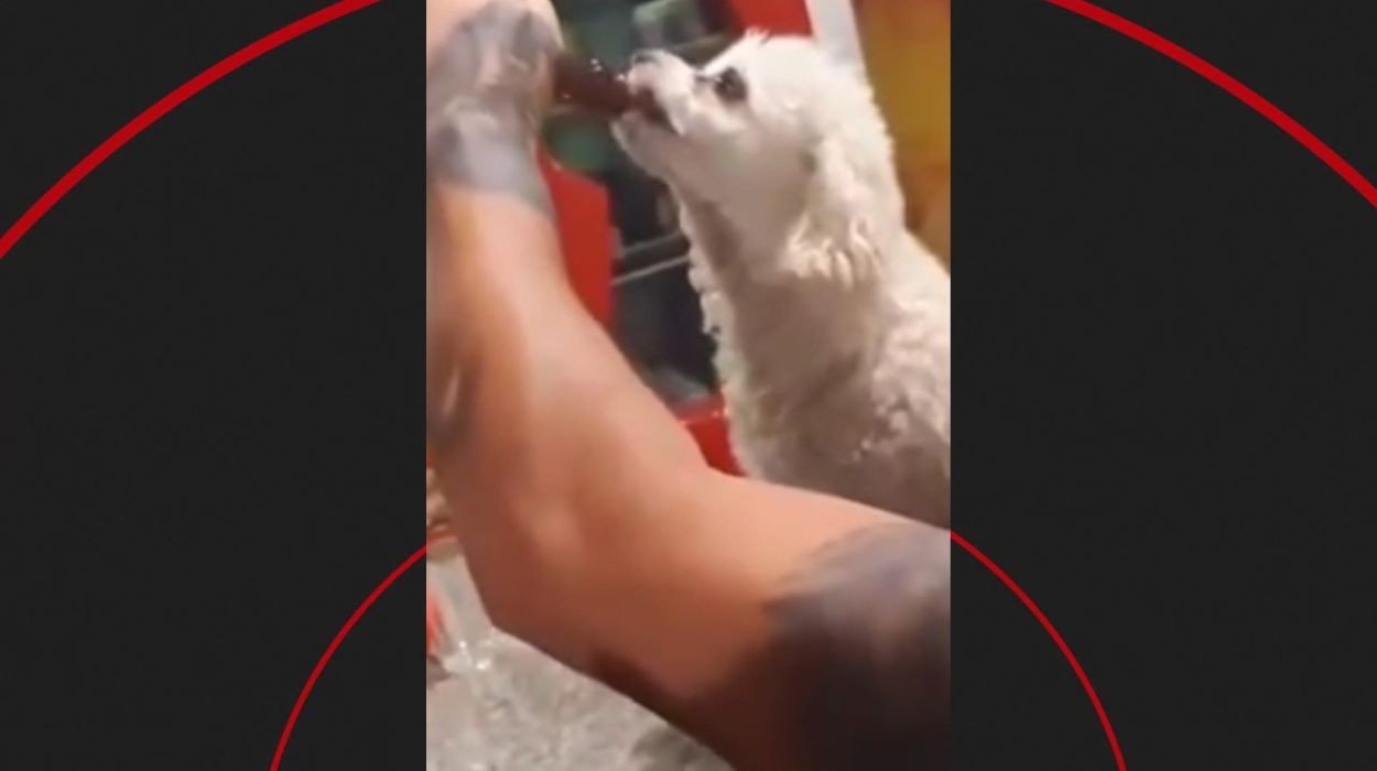 VÍDEO: Polícia e MP investigam se homem deu cerveja para cachorro no interior de SP