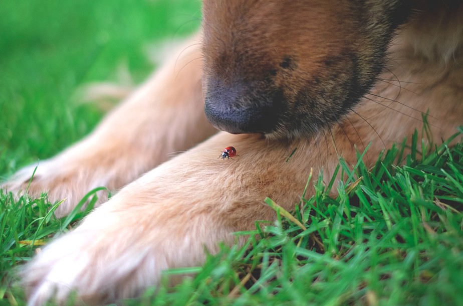 Dê um fim nas pulgas: como livrar cães e gatos dos parasitas!