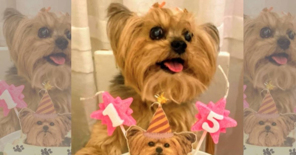 Família precisa eutanasiar yorkshire idosa após animal ser ferido durante tosa em Curitiba; polícia investiga — Foto: Redes sociais