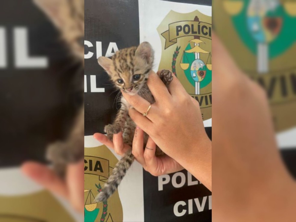 O gato-do-mato-pequeno é a menor espécie de felino do Brasil. — Foto: Polícia Civil/ Divulgação
