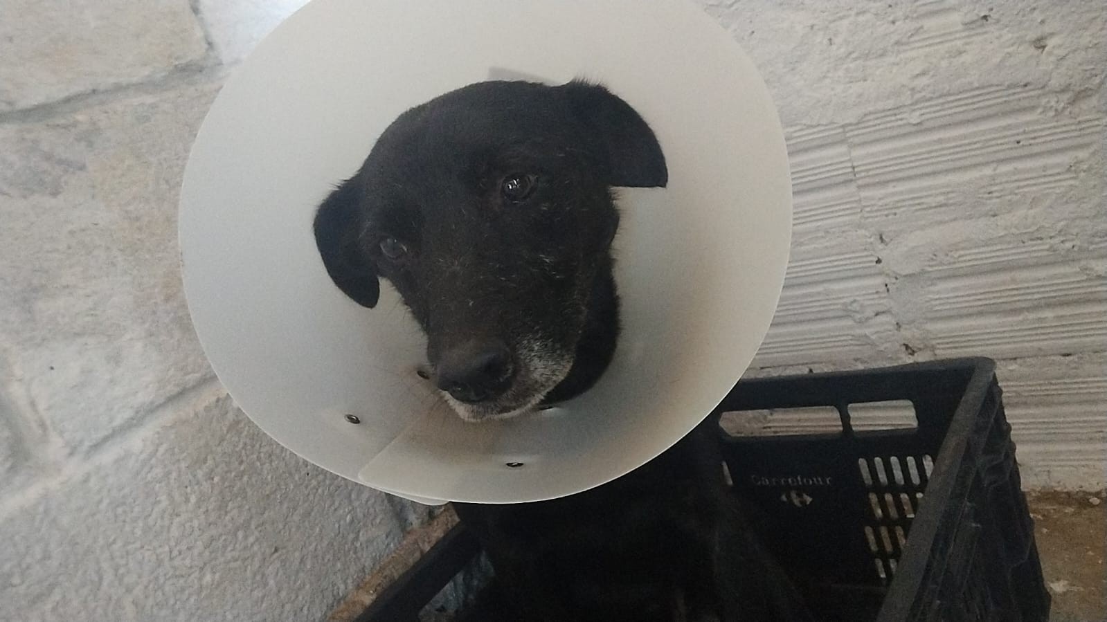 Tutora denuncia maus-tratos após cachorro fugir para casa de vizinho e ser encontrado ferido em Arujá