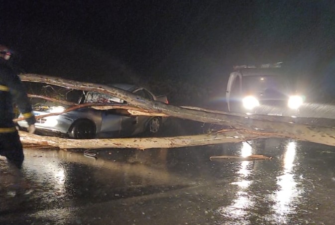 Família sai ilesa após árvore cair em cima de carro no Paraná; bebê estava entre passageiros