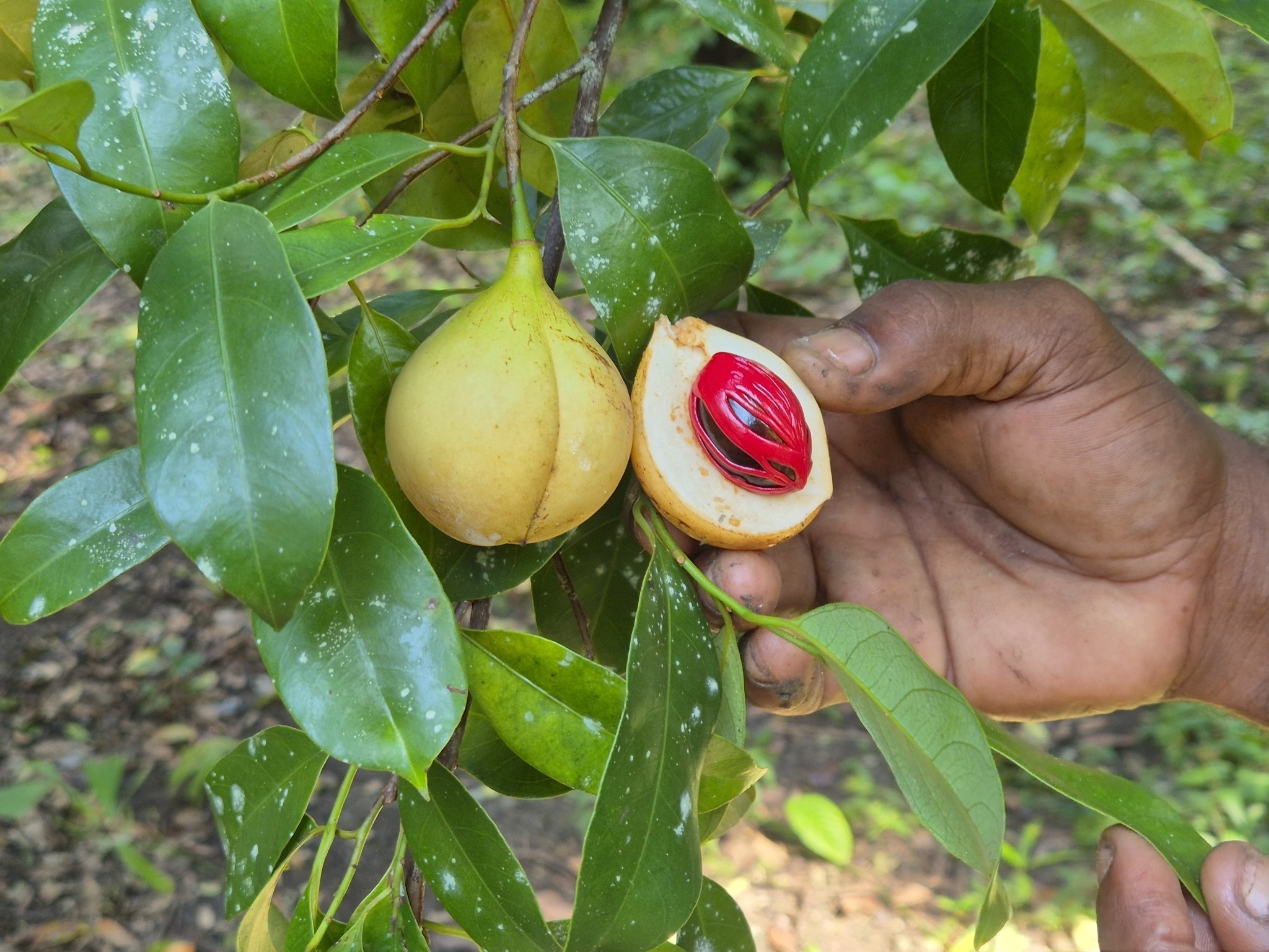 Com história milenar, noz-moscada revela coloração vermelha vibrante 