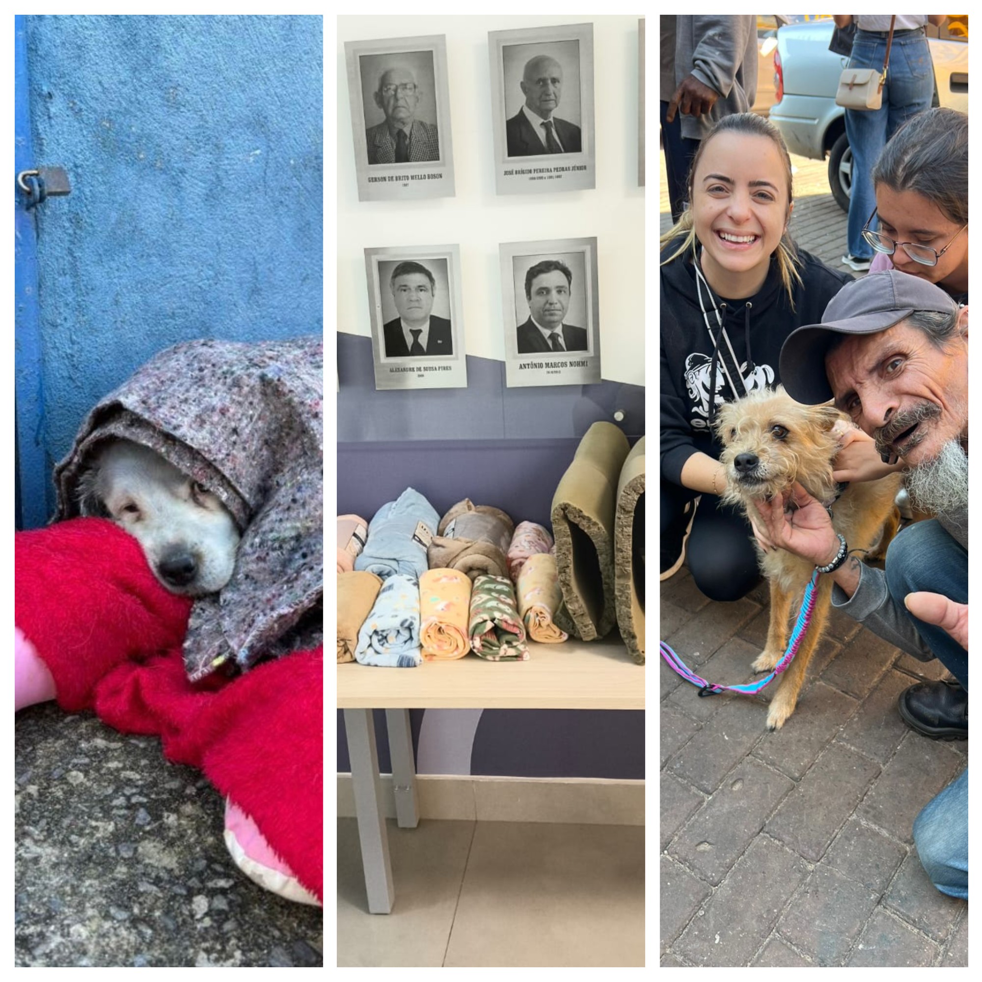 OAB em Minas realiza campanha de agasalho para pets; veja como ajudar