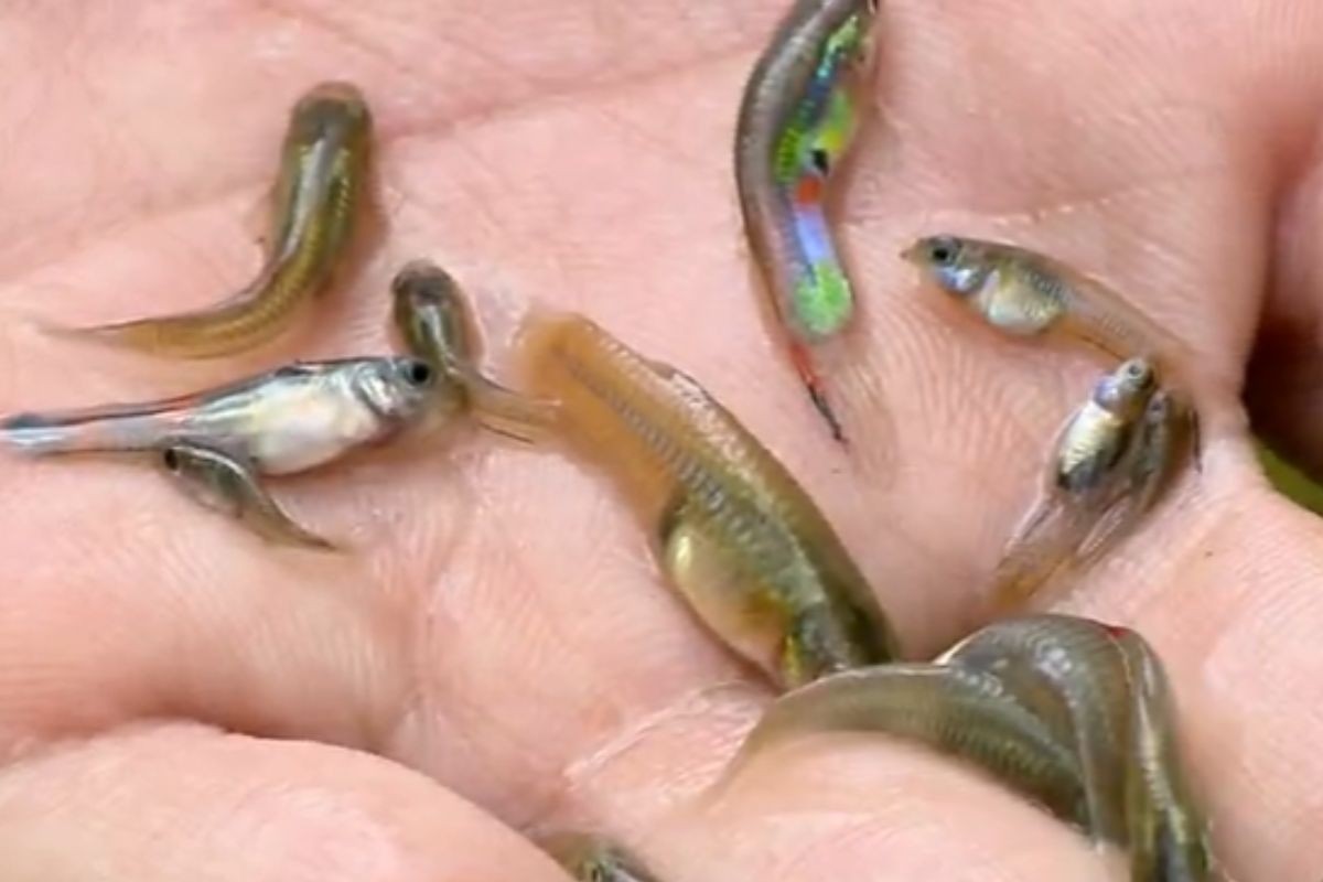 Peixe predador de larvas é usado para conter alta de casos de dengue; entenda
