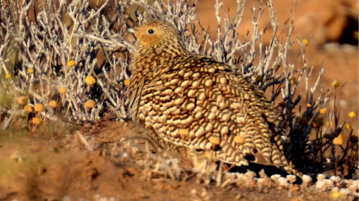 No deserto, ave transforma penas em 'esponja' para matar a sede dos filhotes