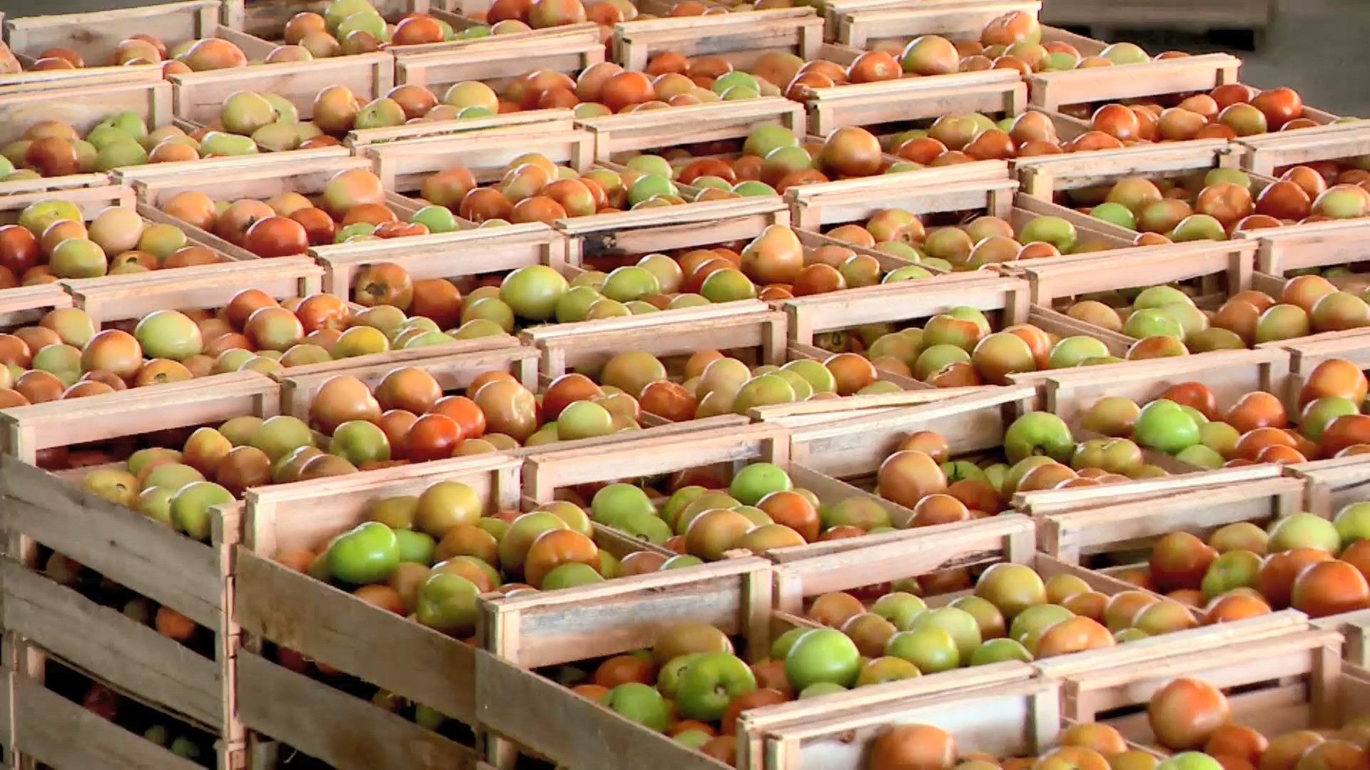 Tomate fica 18,27% mais caro e puxa alta no preço da cesta básica em Petrolina no mês de abril