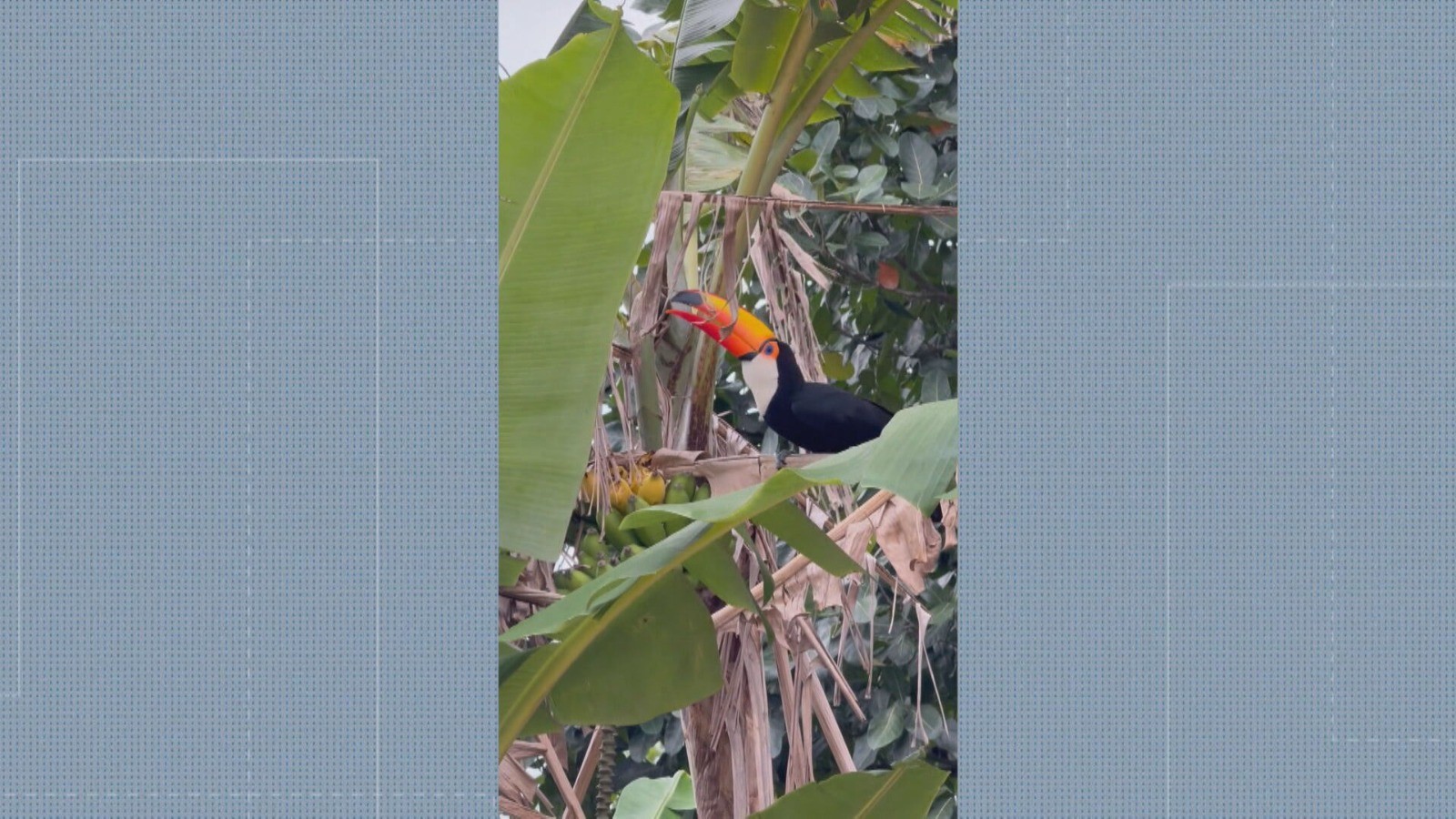 Arara-vermelha que fugiu de viveiro no Anil é reencontrada após 3 semanas a 15 km de distância