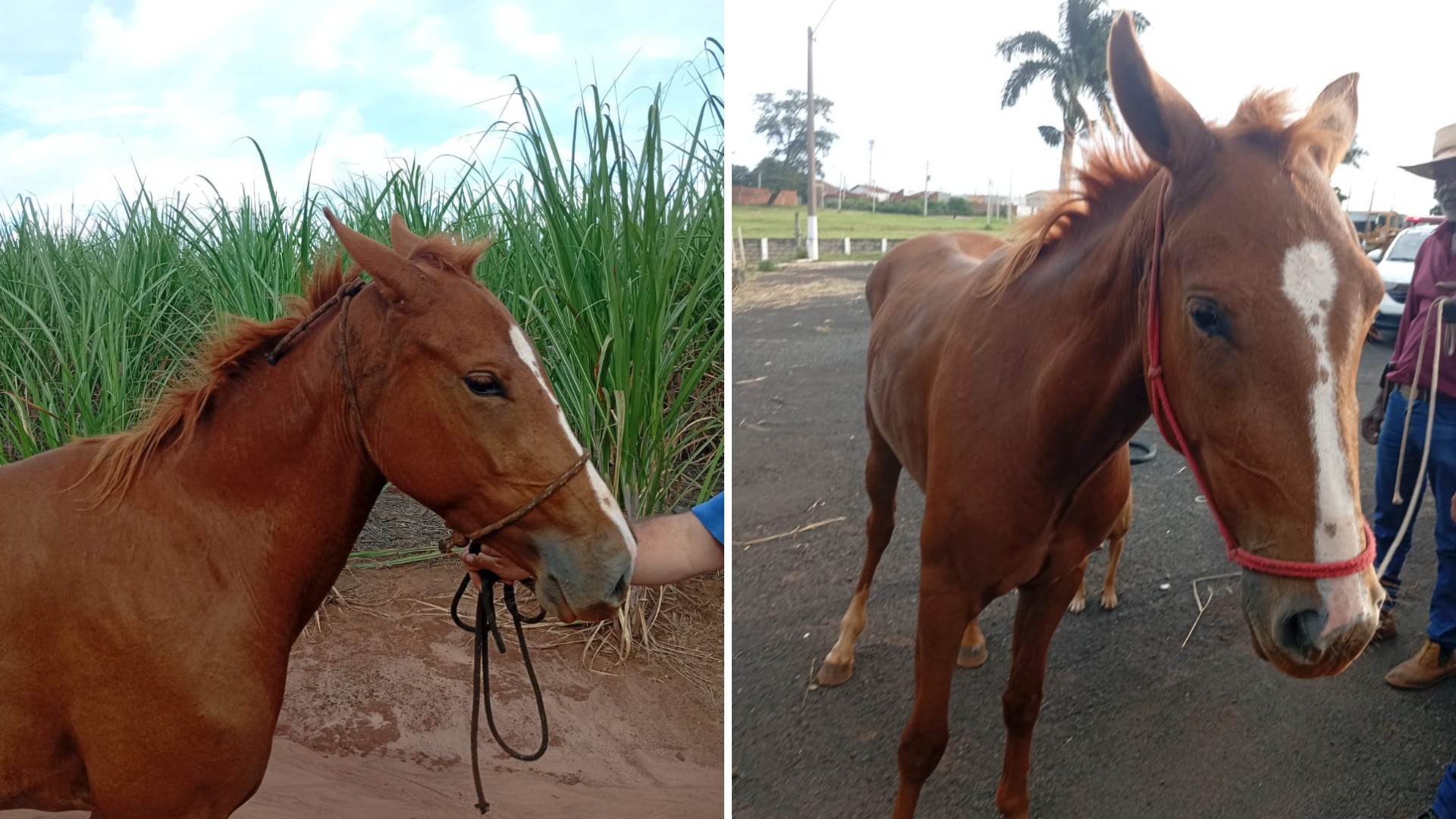 Cavalo morre amarrado em árvore após ser levado de sítio por adolescentes em Severínia