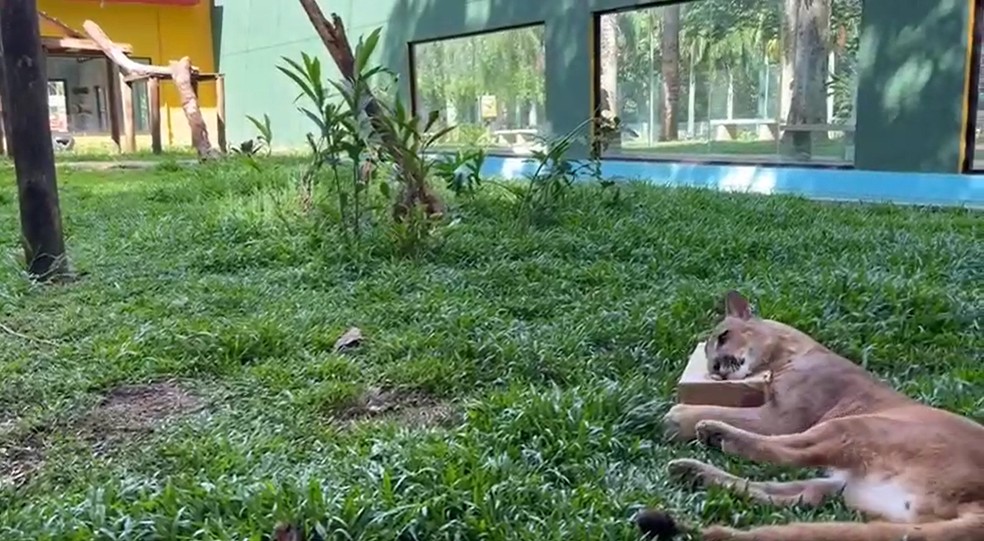 Onça-parda do Zoobotânico de Rio Preto (SP) brincando com presente que tem petiscos — Foto: Secretaria do Meio Ambiente/Divulgação