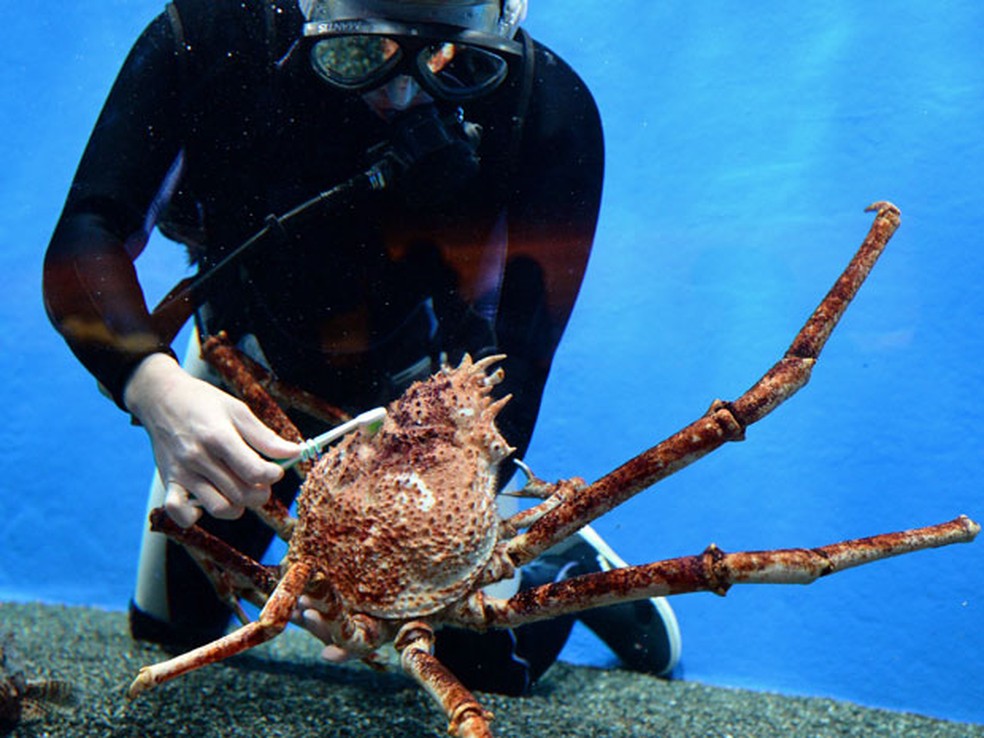 Mergulhador escovando um caranguejo-aranha japonês em aquário no Japão, em 2013 — Foto: Toshifumi Kitamura/AFP