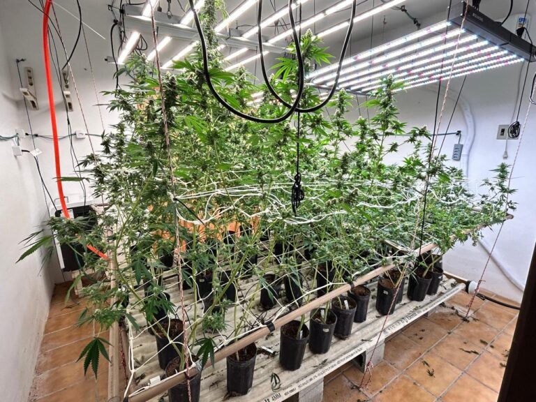 Estufa de supermaconha e 12 litros de óleo da droga são encontrados em imóvel de alto padrão em Florianópolis