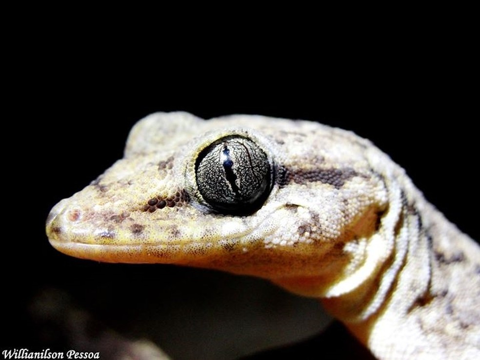 van der waals forças lagartixa