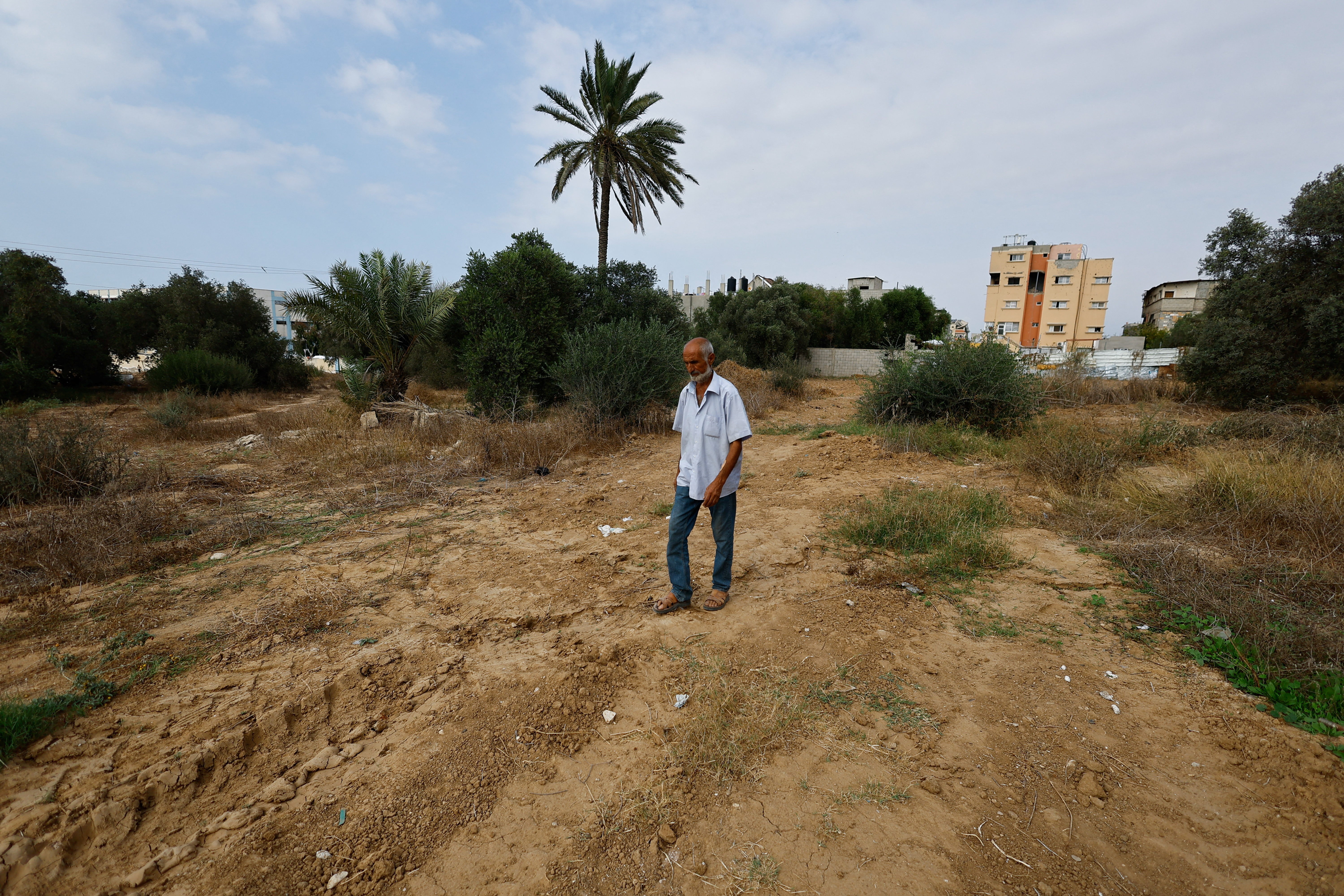 Oliveiras destruídas e lavouras bloqueadas por tropas israelenses: a luta para produzir azeite em Gaza