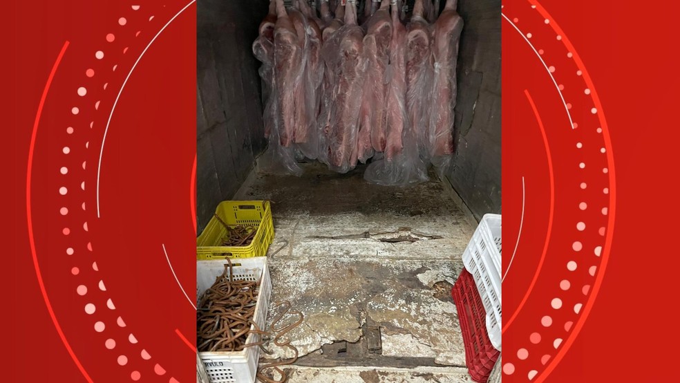 Frigorífico clandestino em Cariacica, Espírito Santo é interditado — Foto: Divulgação/PCES